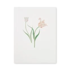 Tulips Print -Sophie Allport SS24 12X16P11501 CUTOUT