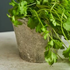 Aged Stone Terracotta Pot 12 Aged Stone Terracotta Pot -Sophie Allport SS24 Y1007 DETAIL SQUARE