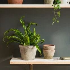 Aged Stone Terracotta Pot 13 Aged Stone Terracotta Pot -Sophie Allport SS24 Y1009 SQUARE