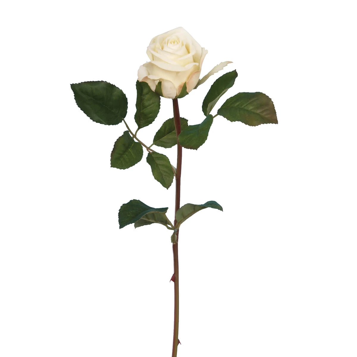 Velvet Rose Amore 1 Velvet Rose Amore