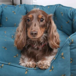 Bees Pet Bed -Sophie Allport poly36755 bees pet bed medium 3 lifestyle high res square