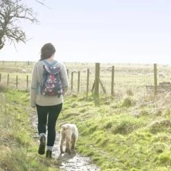 Dachshund Cashmere Jumper -Sophie Allport puwba3836 dachshund jumper and peony rucksack lifestyle high res square f7dd4702 a423 4c01 808f 036d83073b30