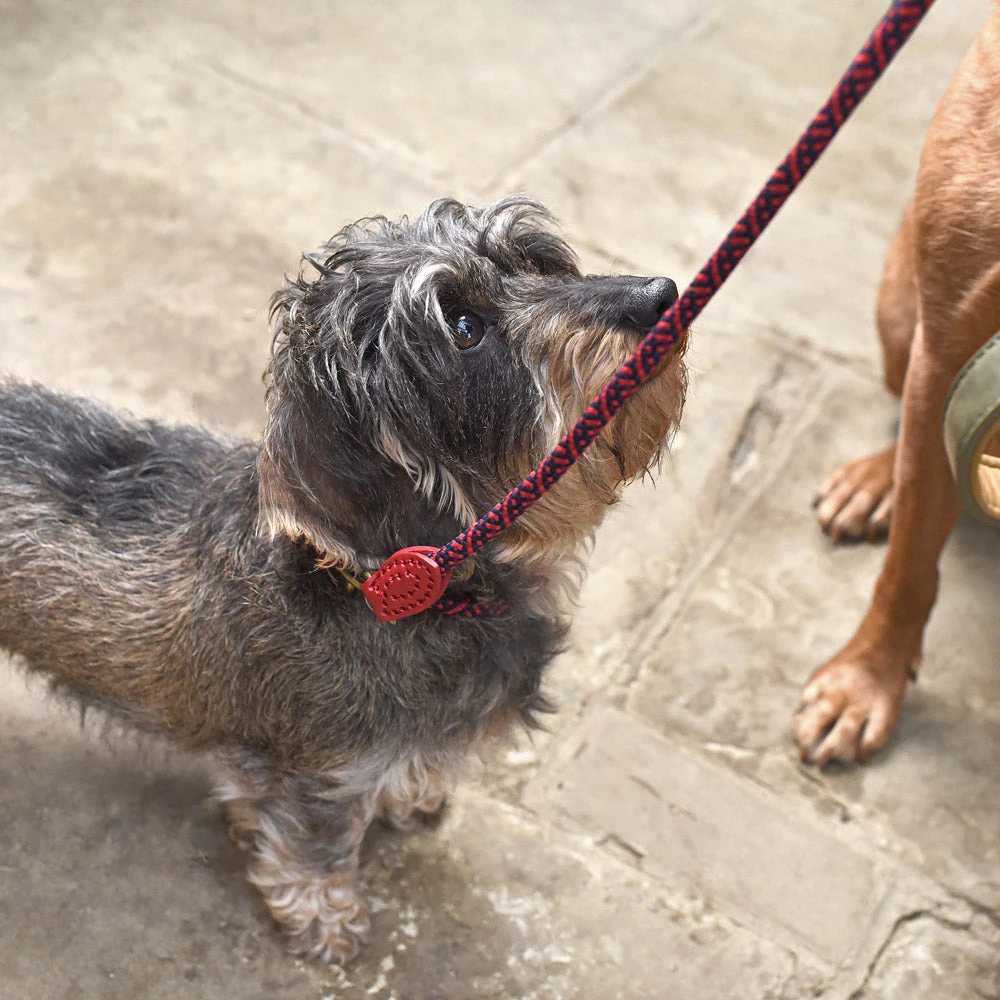 Red Rope Lead 2 Red Rope Lead - Image 2